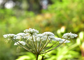 シシウドの画像