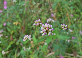 ウナギツカミの画像