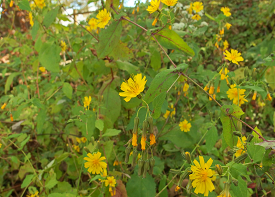 ヤクシソウの画像