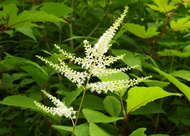 ヤマブキショウマの画像