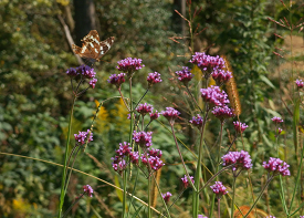 ヤナギハナガサの画像
