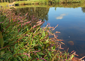 ヤナギタデの画像