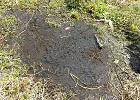 アズマヒキガエルの卵の画像