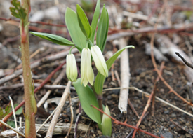 ホウチャクソウの画像