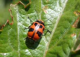 クロボシツツハムシの画像