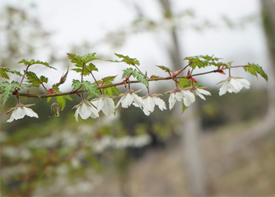 モミジイチゴの画像