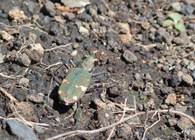 ニワハンミョウの画像