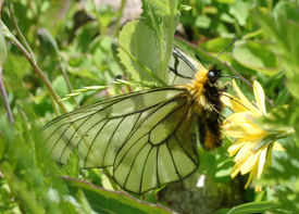 ウスバシロチョウの画像