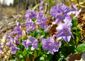 タチツボスミレの画像
