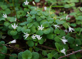 タニギキョウの画像