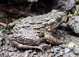 ツチガエルの画像