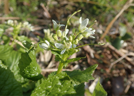 ワサビの花の画像