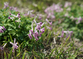 ジロボウエンゴサクの画像
