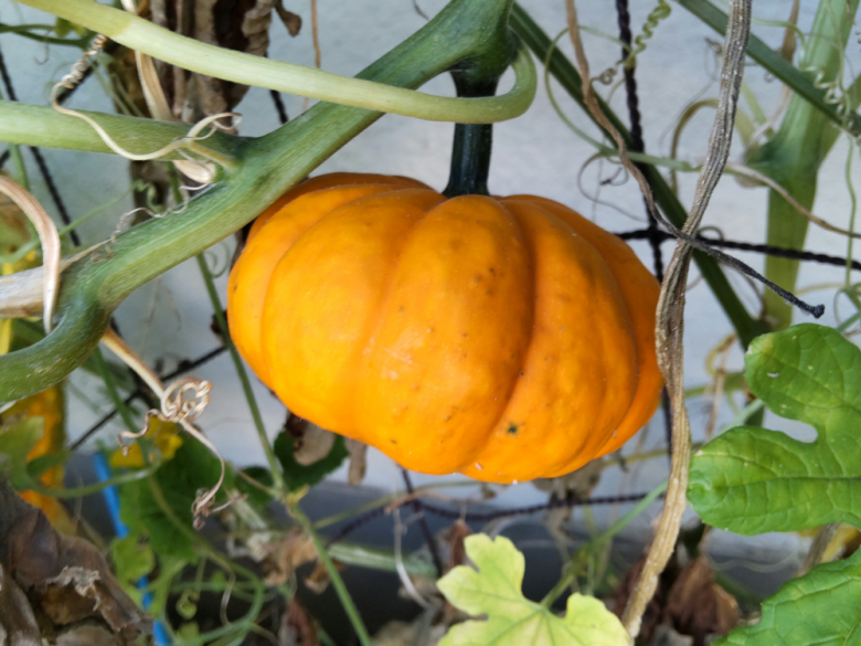 おもちゃカボチャ