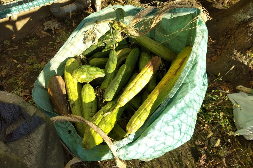 沢山とれるヘチマ