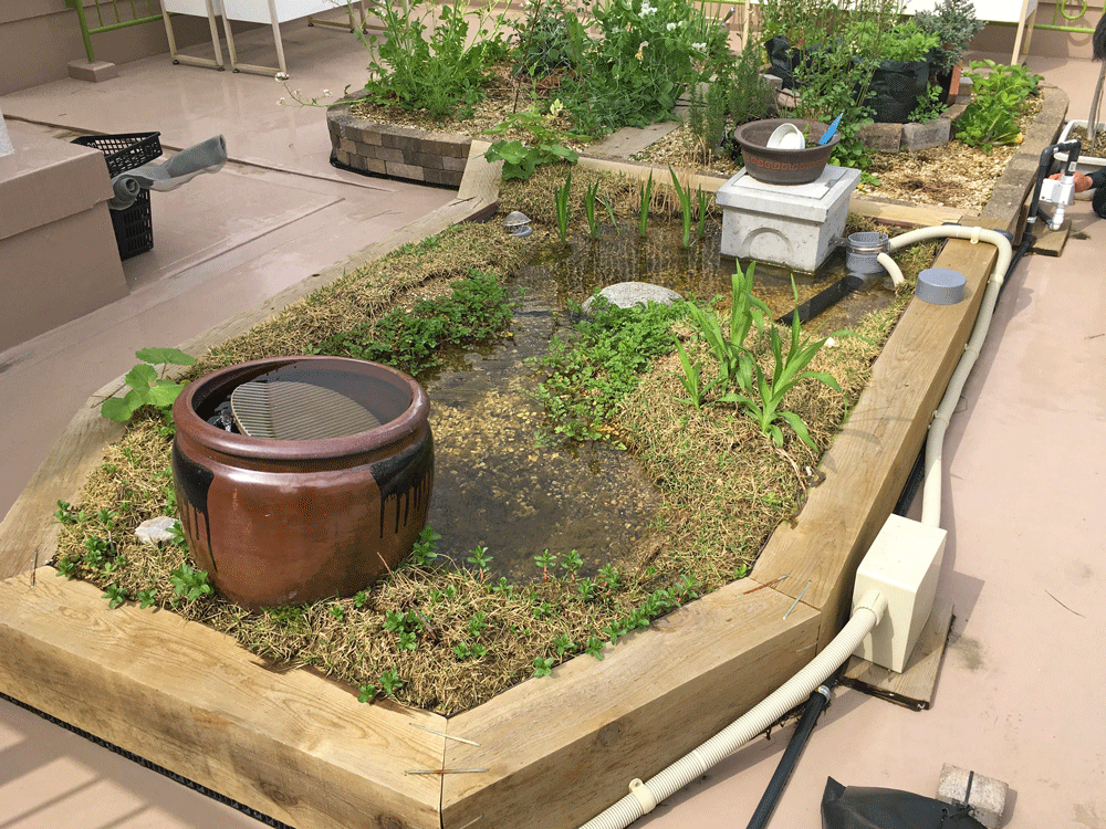 屋上菜園ビオトープ