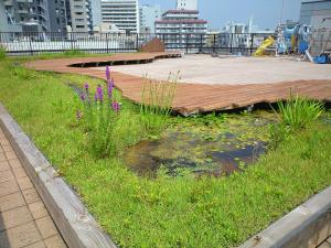 学芸大学ビオトープ