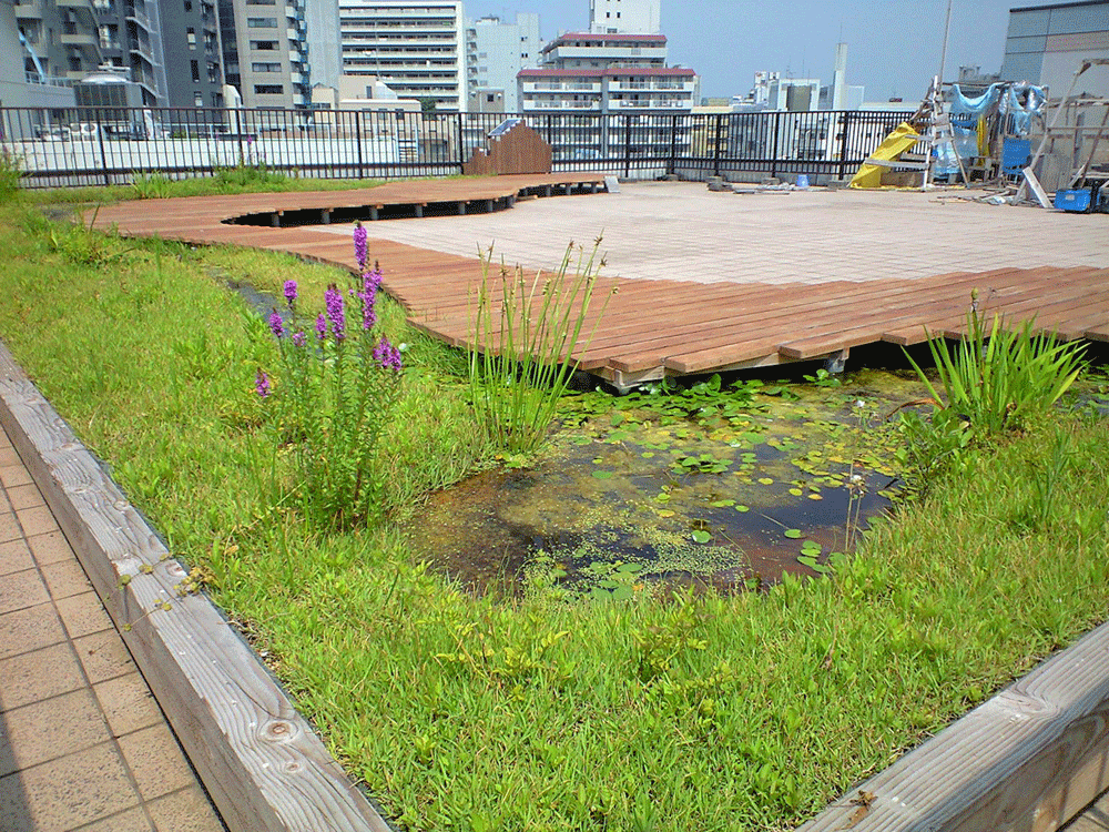 学芸大学ビオトープ