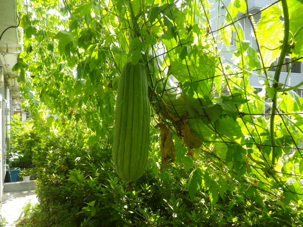 緑のカーテン効果