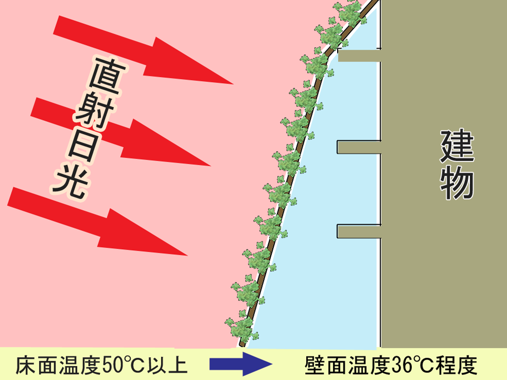 緑のカーテン効果イメージ
