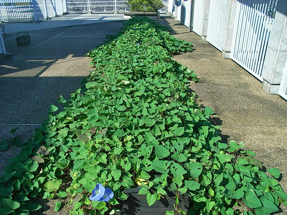 板橋区特別養護老人ホーム屋上緑化