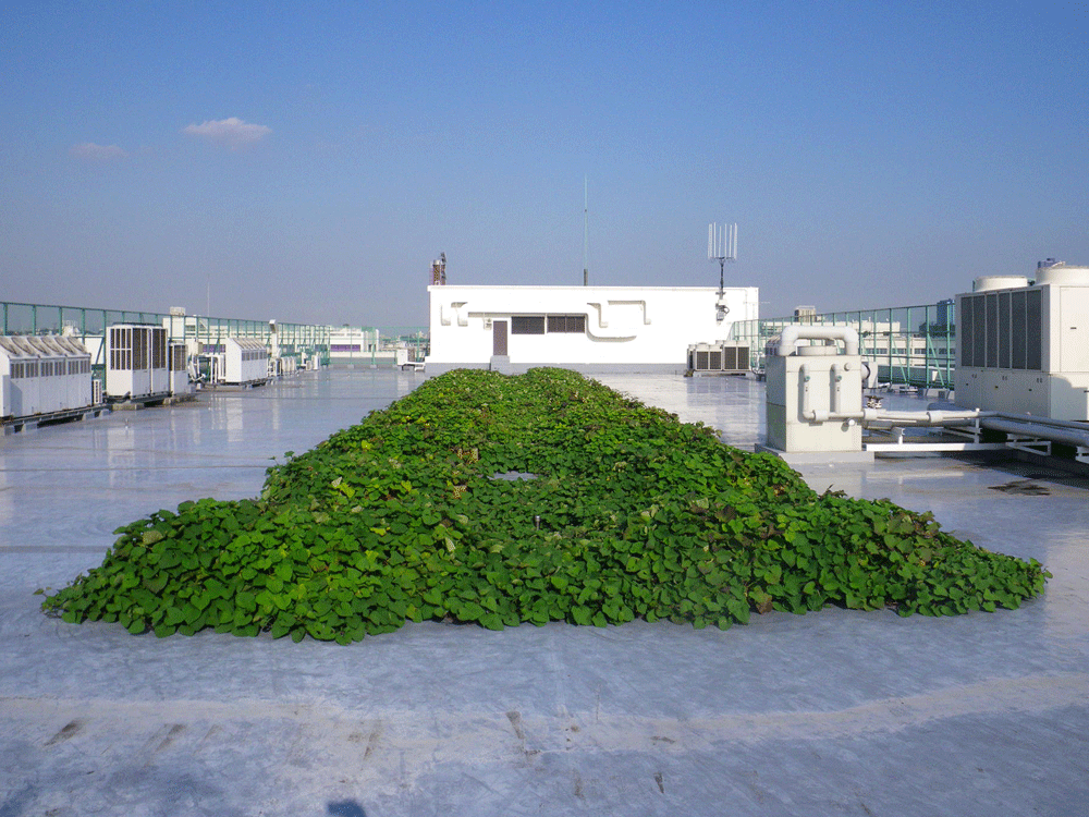 川崎市民間企業屋上緑化