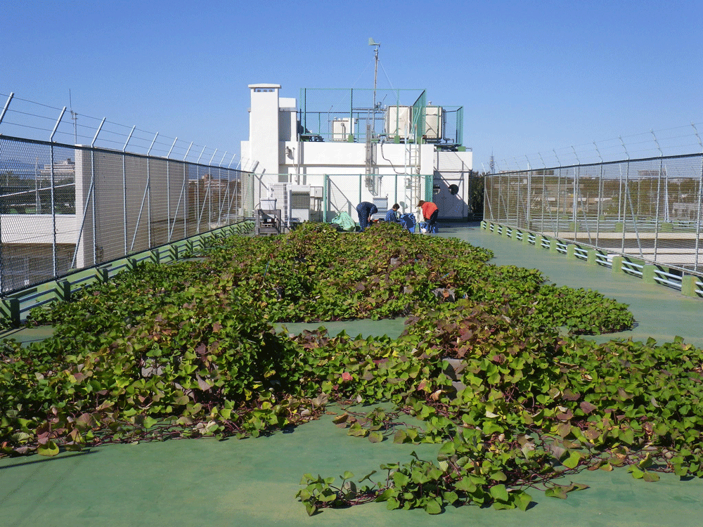 サツマイモ緑化