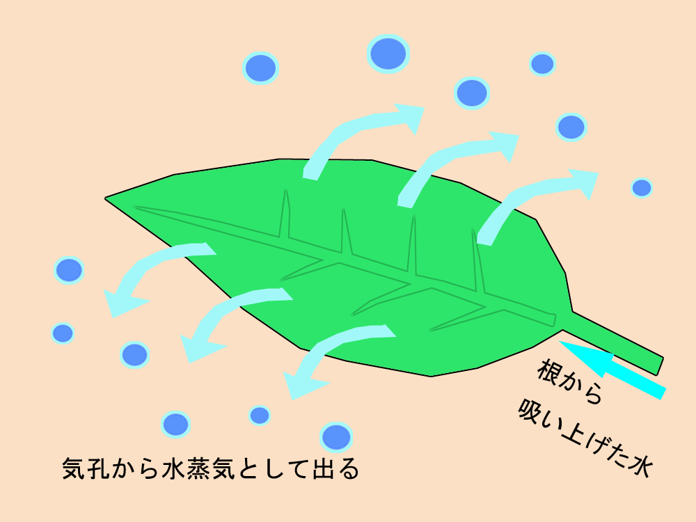 蒸散作用の図