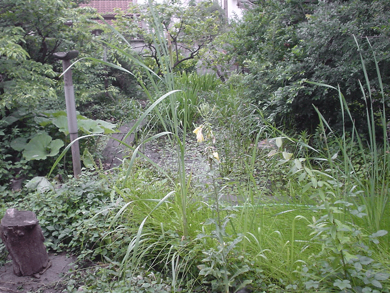 個人様宅ビオトープ 完成後1年