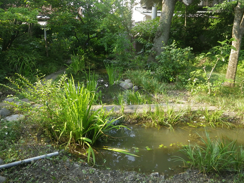 個人様宅ビオトープ