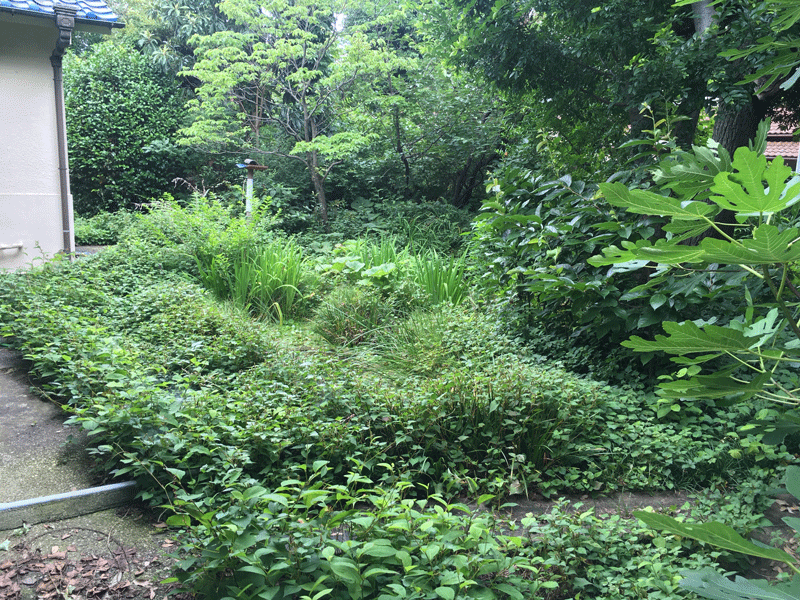 個人様宅ビオトープ 管理作業まえ