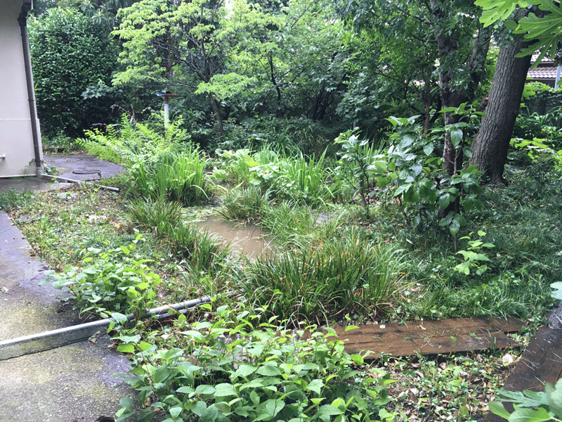 個人様宅ビオトープ 管理後