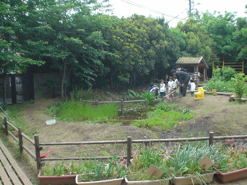 美登里幼稚園ビオトープ　1年後の様子