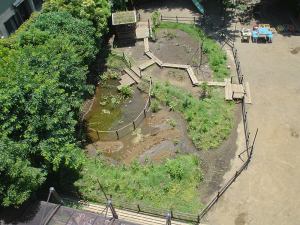 美登里幼稚園ビオトープ