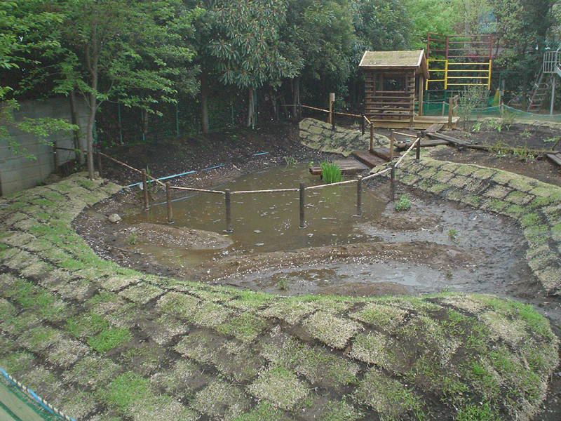 美登里幼稚園ビオトープ　野芝張り