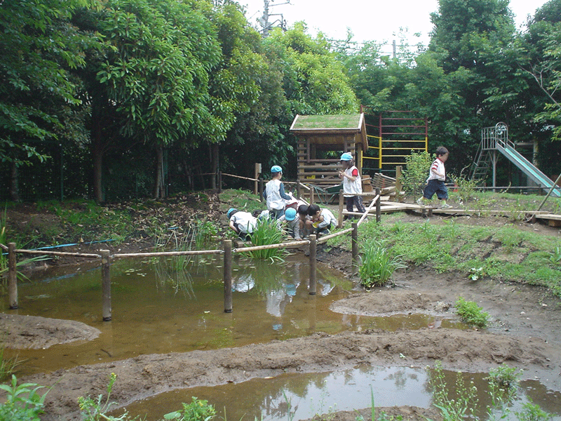 美登里幼稚園ビオトープ　湿地帯