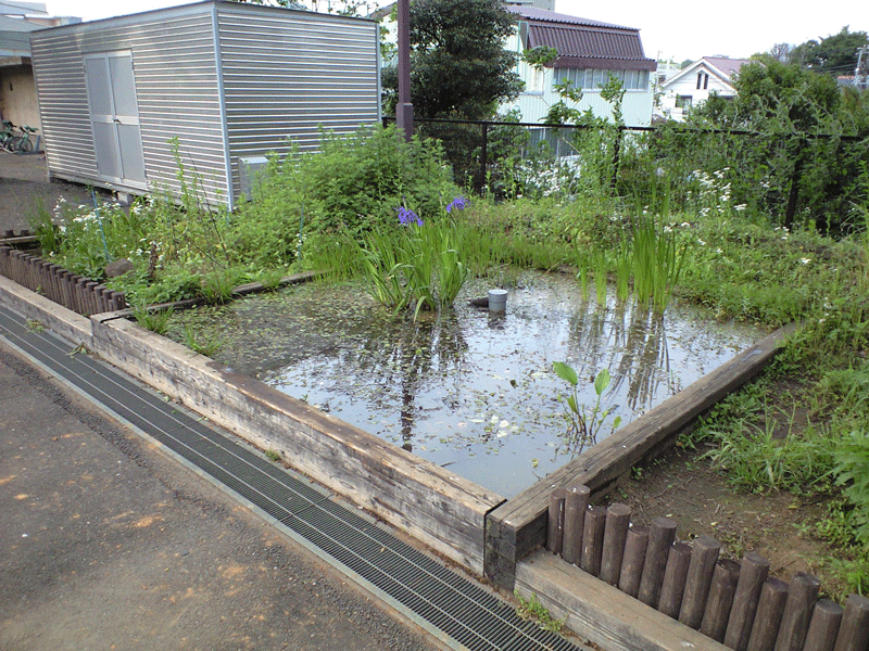 竹早小ビオトープ施工後