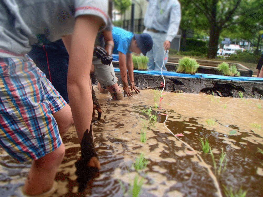田植え体験