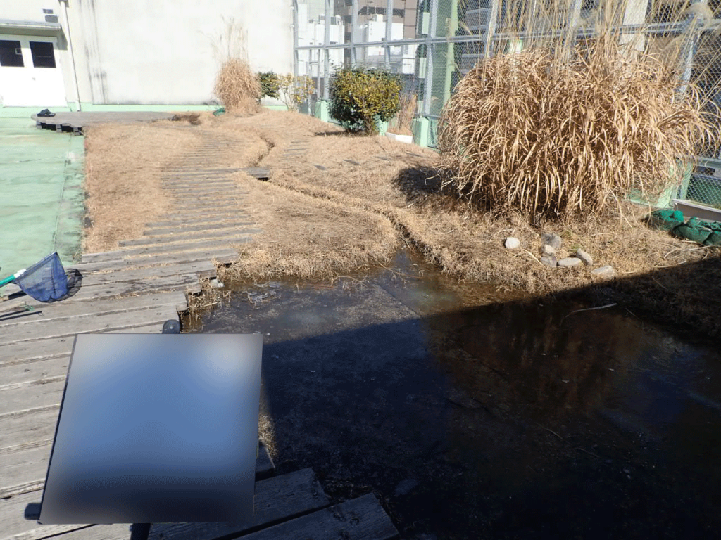 ビオトープ管理作業前
