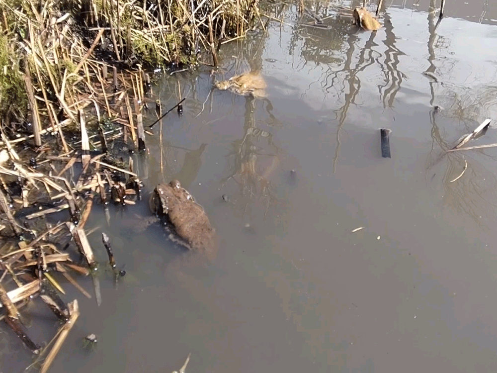 七峡田 ヒキガエル