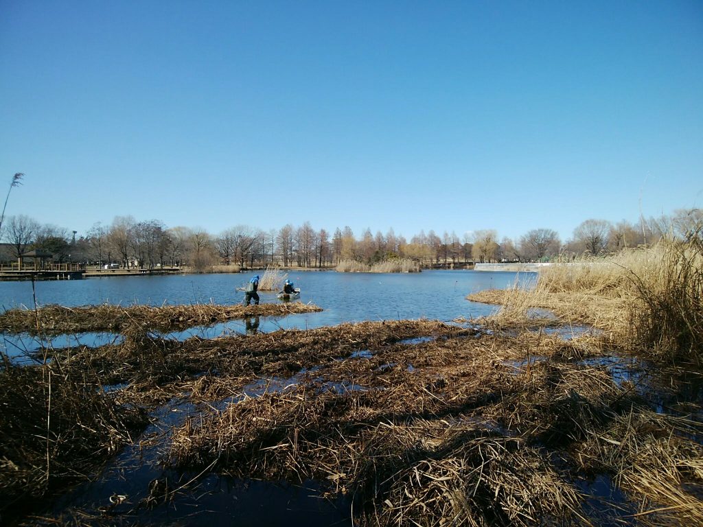 舎人公園　作業中