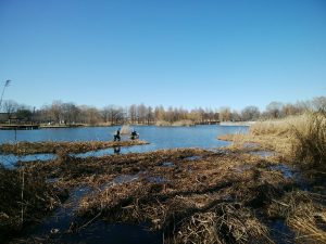 舎人公園　作業中