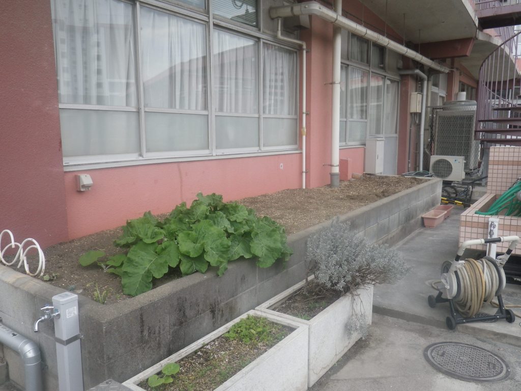 緑のカーテン移設前