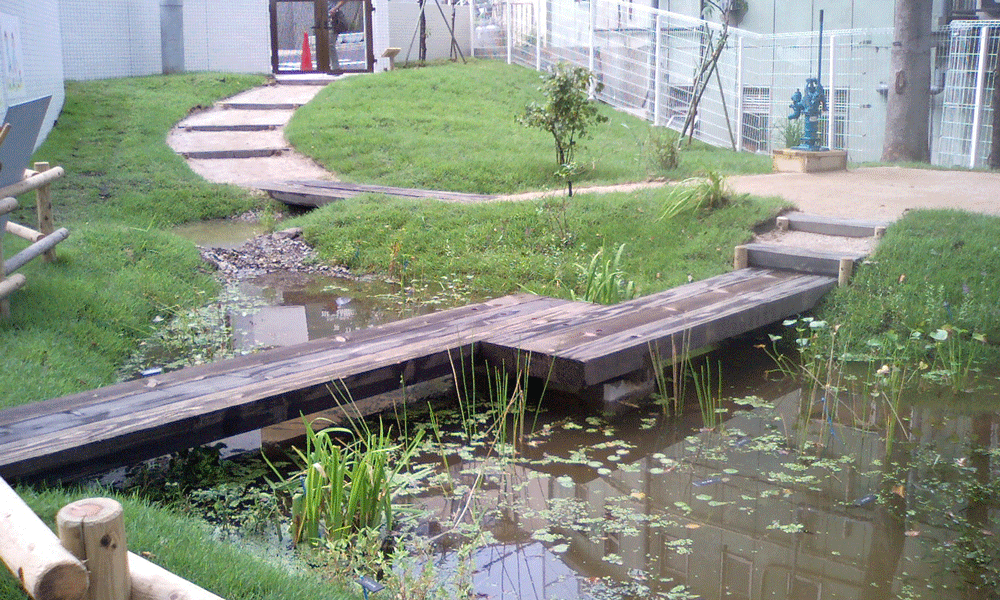 赤羽幼稚園ビオトープ