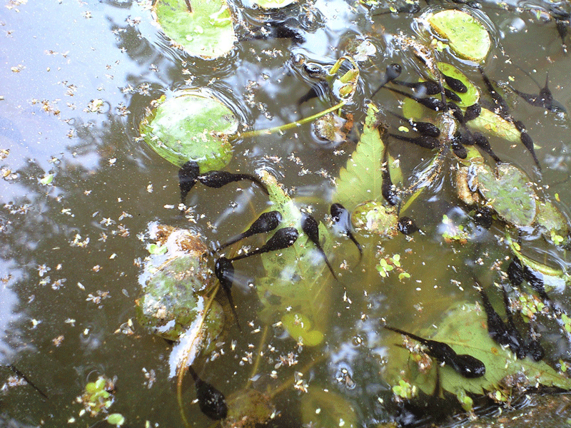 竹早ビオトープ オタマジャクシ