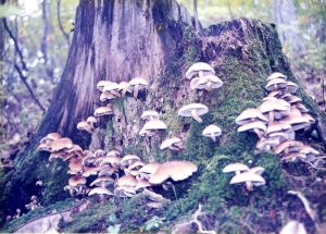 クリタケの群生