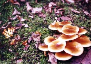 チャナメツムタケ