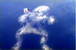 ヒキガエルの亡骸