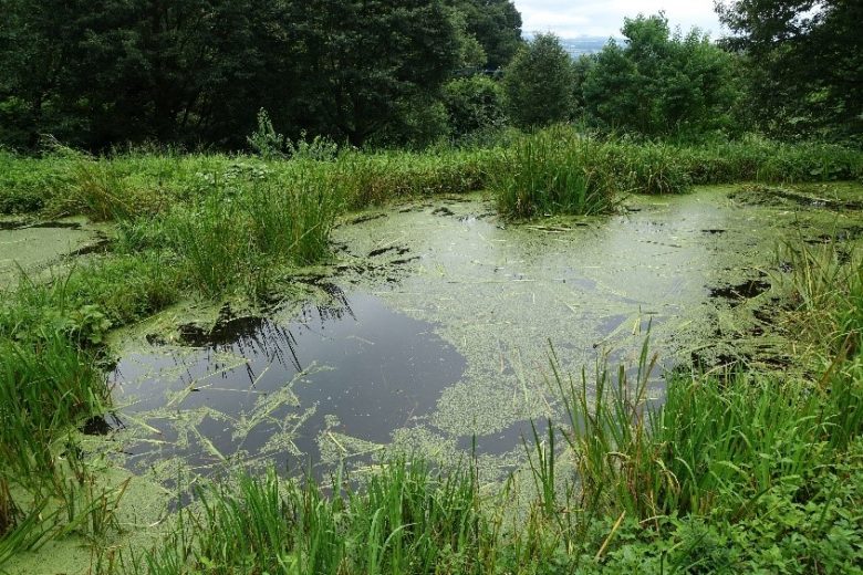 カルガモの食害