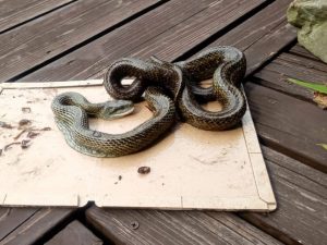 アオダイショウ